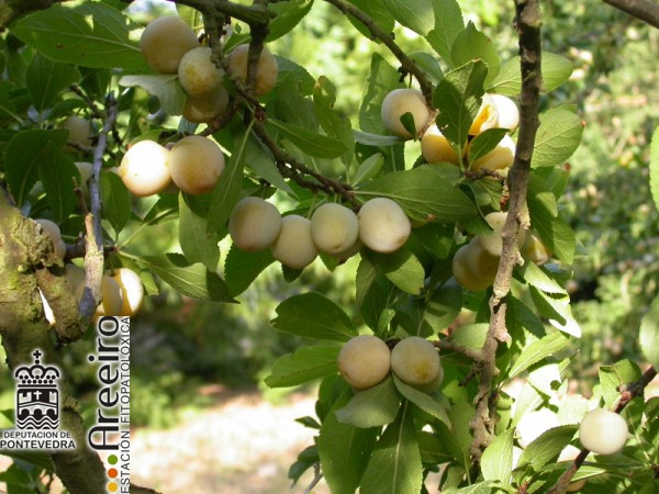 Mirabel - Mirabelle - Mirabel (Prunus insititia) >> MIRABEL (Prunus insititia) Fruto en el arbol_2.JPG
